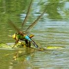 Große Königslibelle bei der Eiablage