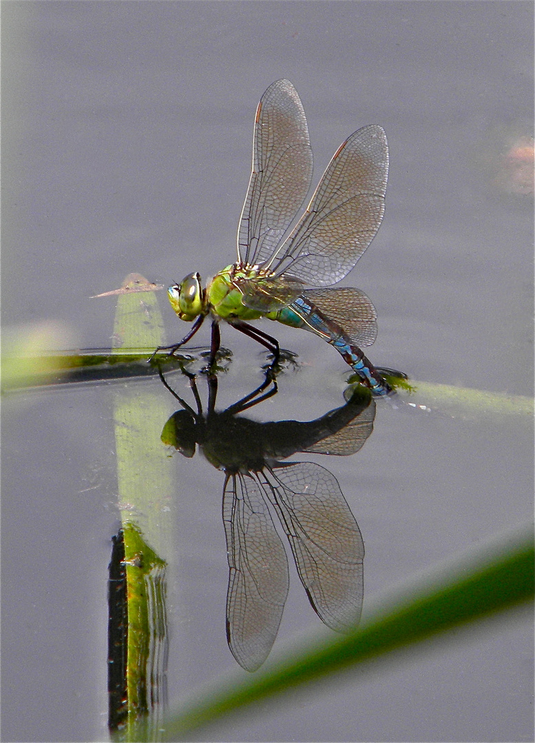 Große Königslibelle bei der Eiablage (Anax imperator)