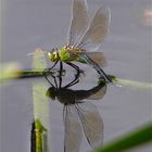 Große Königslibelle bei der Eiablage (Anax imperator)