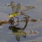 Große Königslibelle bei der Eiablage