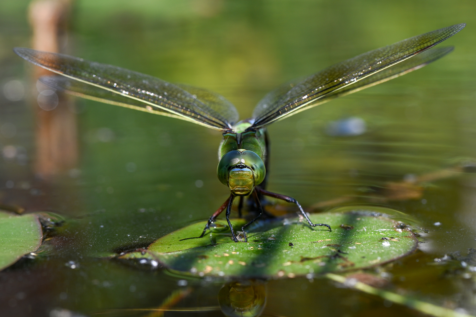 Große Königslibelle bei der Eiablage