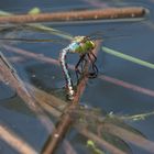 Große Königslibelle bei der Eiablage(lt. Info)