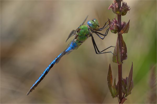 Grosse Königslibelle