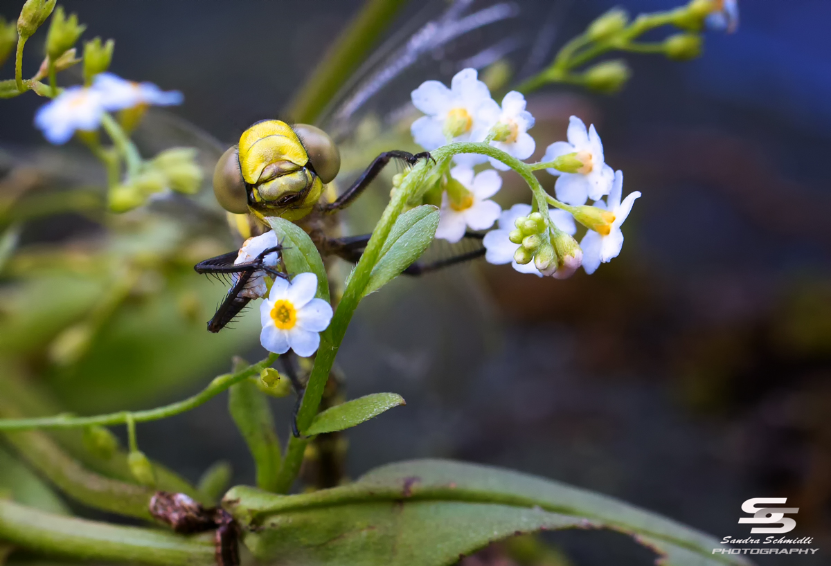 Grosse Königslibelle