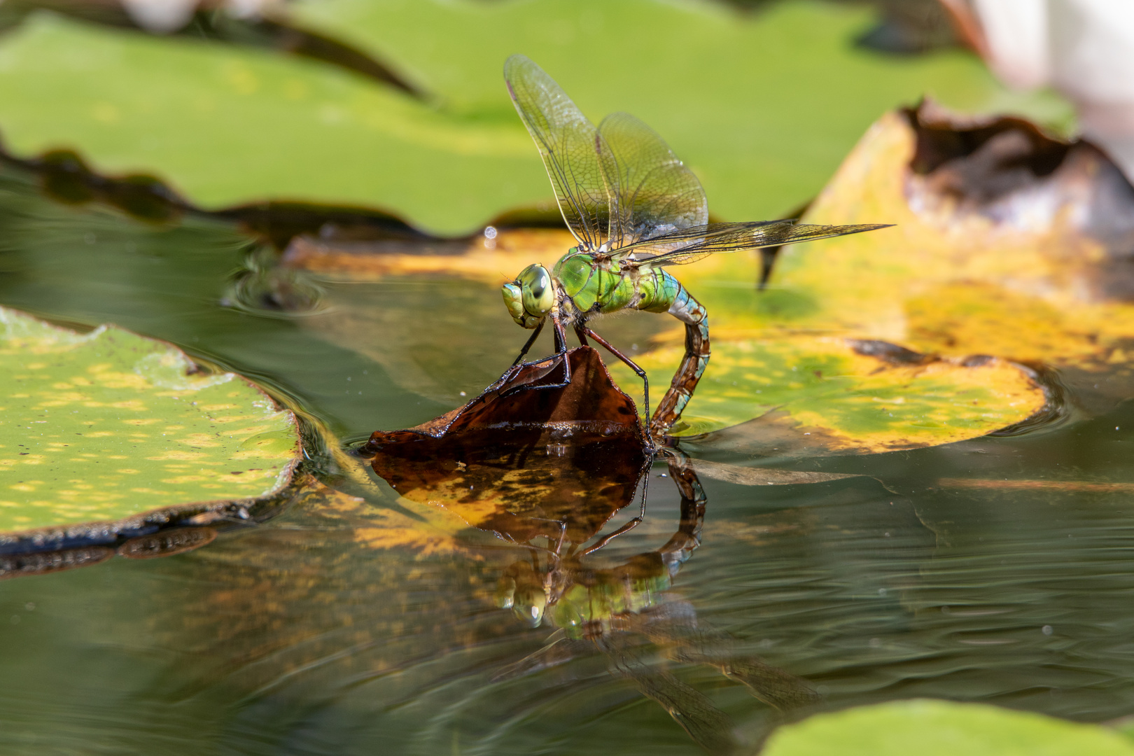 Große Königslibelle 