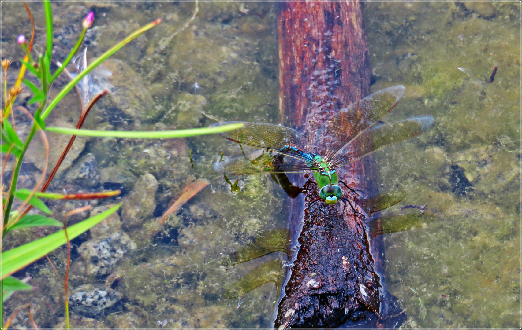 Große Königslibelle