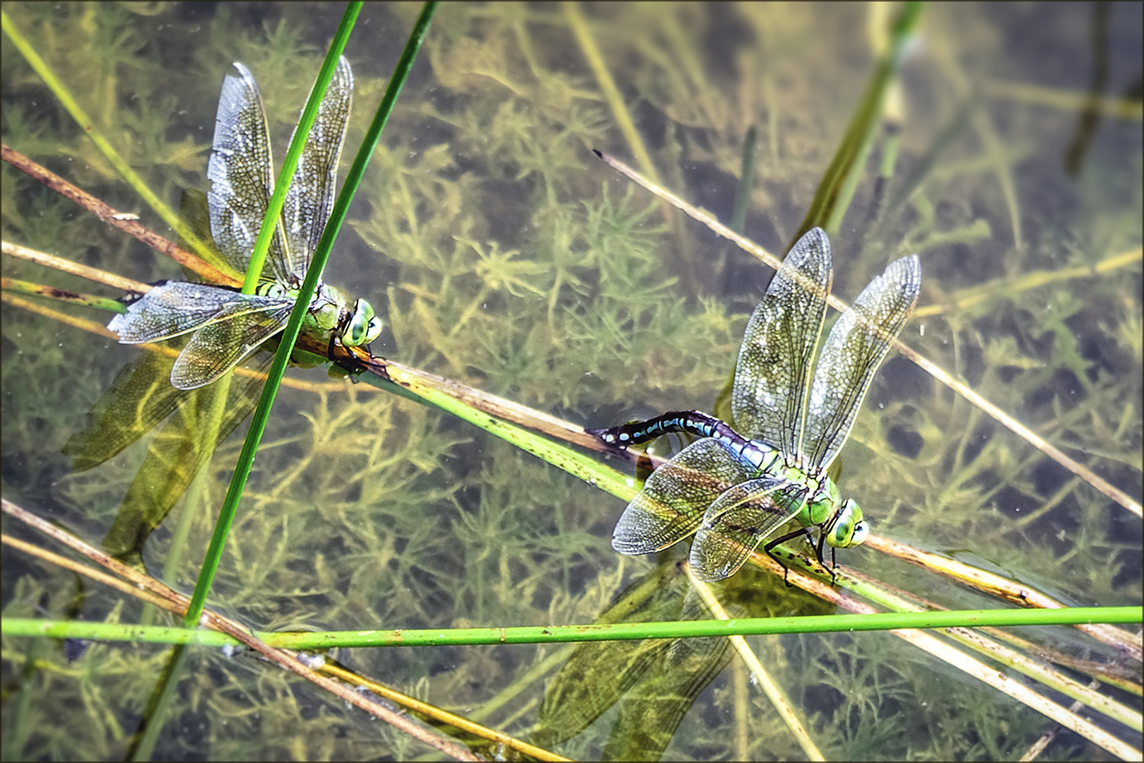 Große Königslibelle 