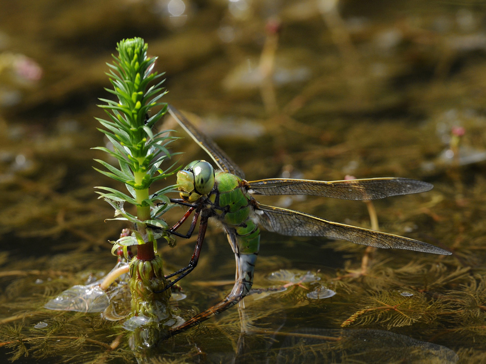 Große Königslibelle