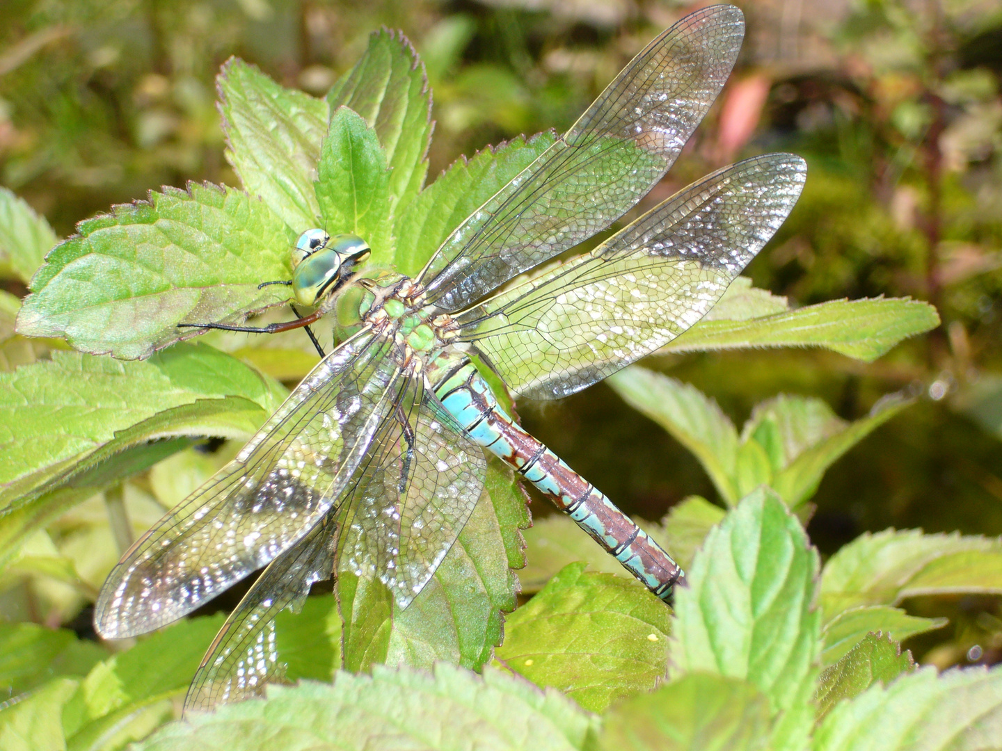 Große Königslibelle