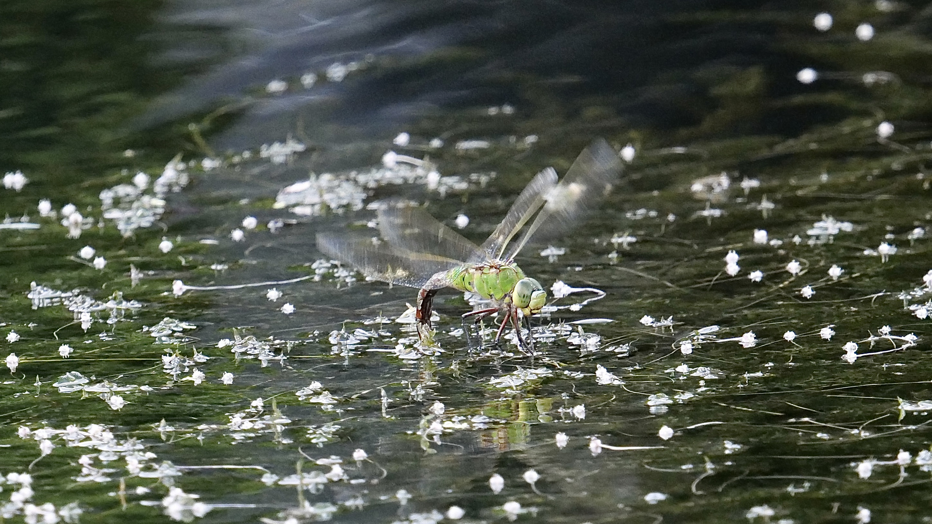 große Königslibelle