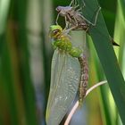 Große Königslibelle hat die Larvenhaut verlassen