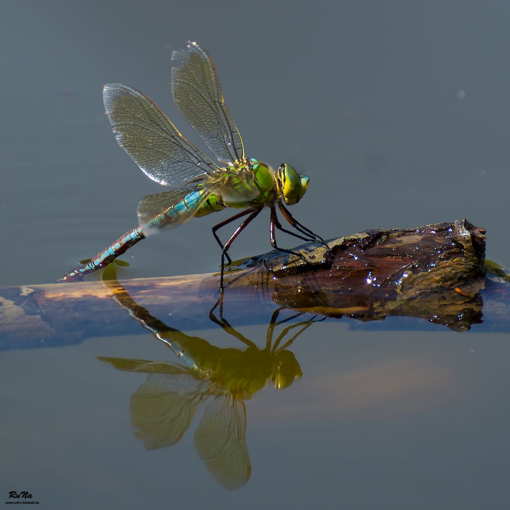 Große Königslibelle II - Anax imperator 