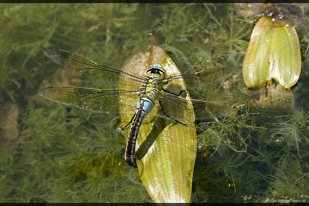 Große Königslibelle II