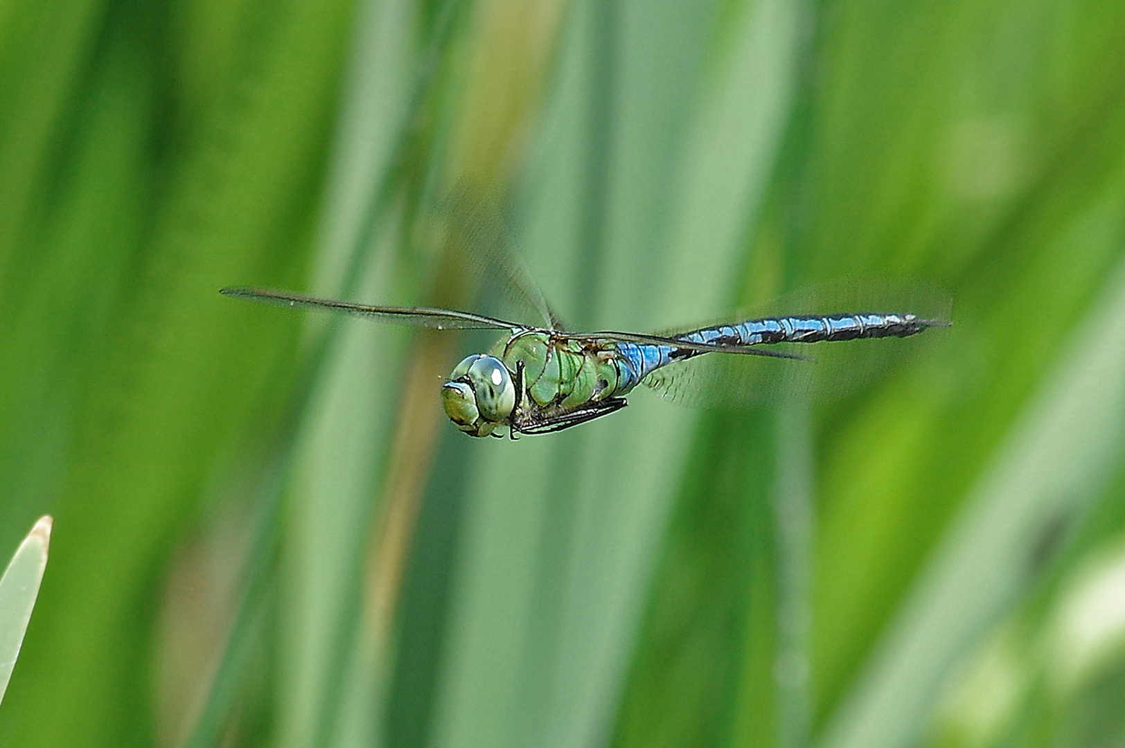 Große Königslibelle im Flug