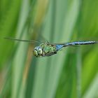 Große Königslibelle im Flug