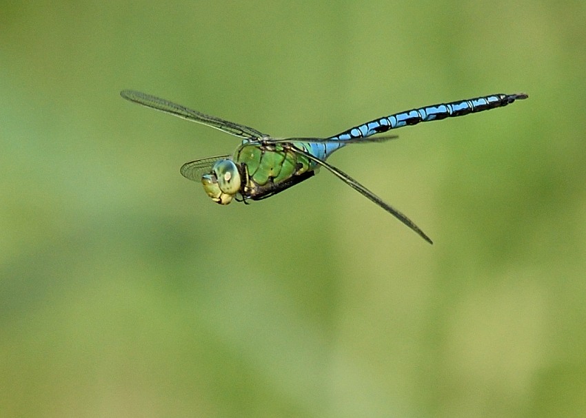 Große Königslibelle im Flug