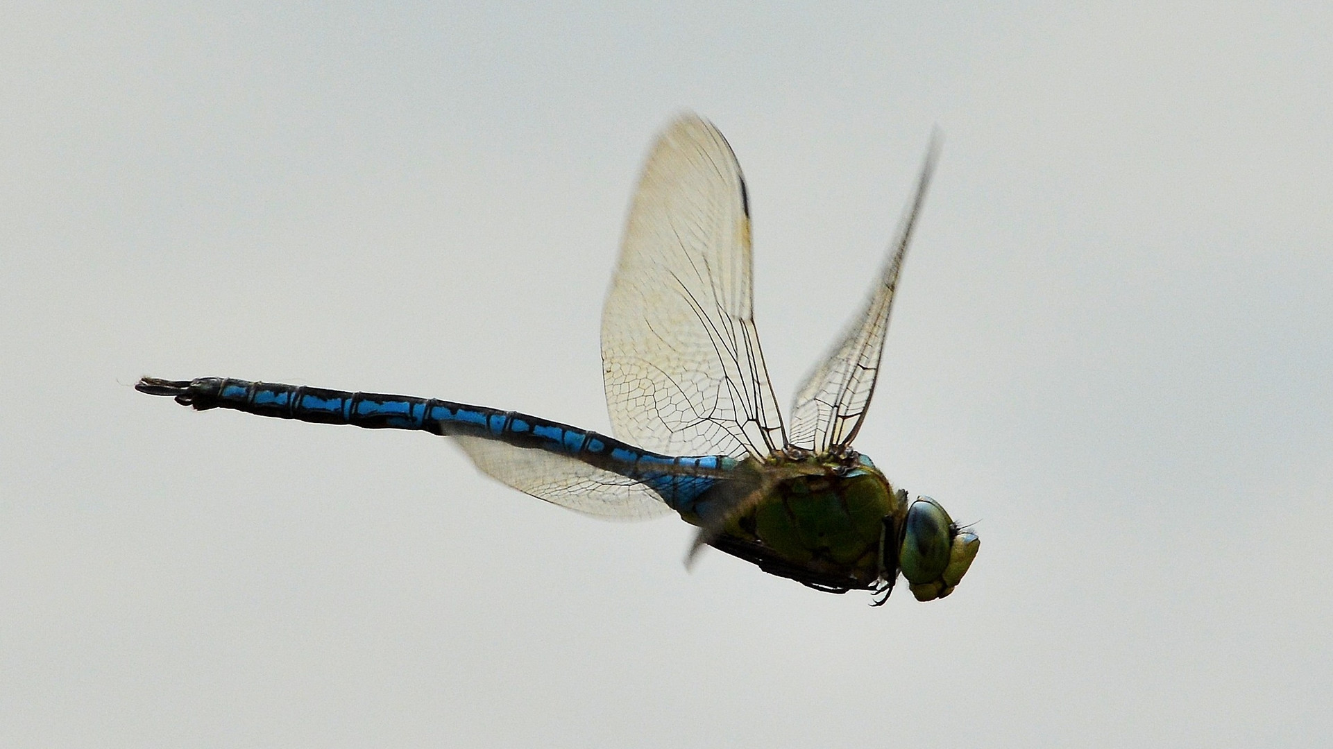 Große Königslibelle im Flug