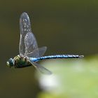 Große Königslibelle im Flug