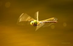 Große Königslibelle im Flug