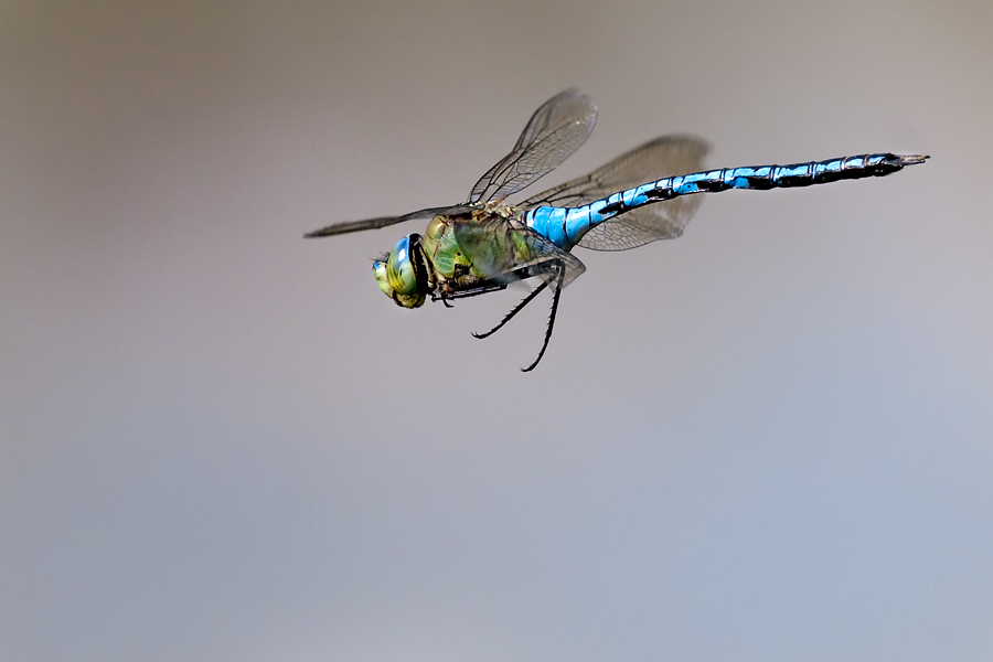 Große Königslibelle im Flug