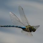 Große Königslibelle im Flug über dem Heider Bergsee bei Brühl