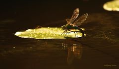 Große Königslibelle im Gegenlicht