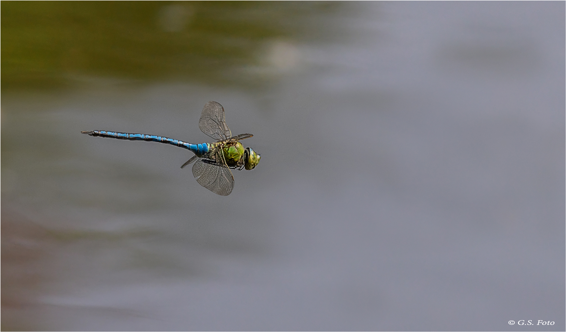 Große Königslibelle im Vorbeiflug