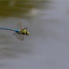 Große Königslibelle im Vorbeiflug