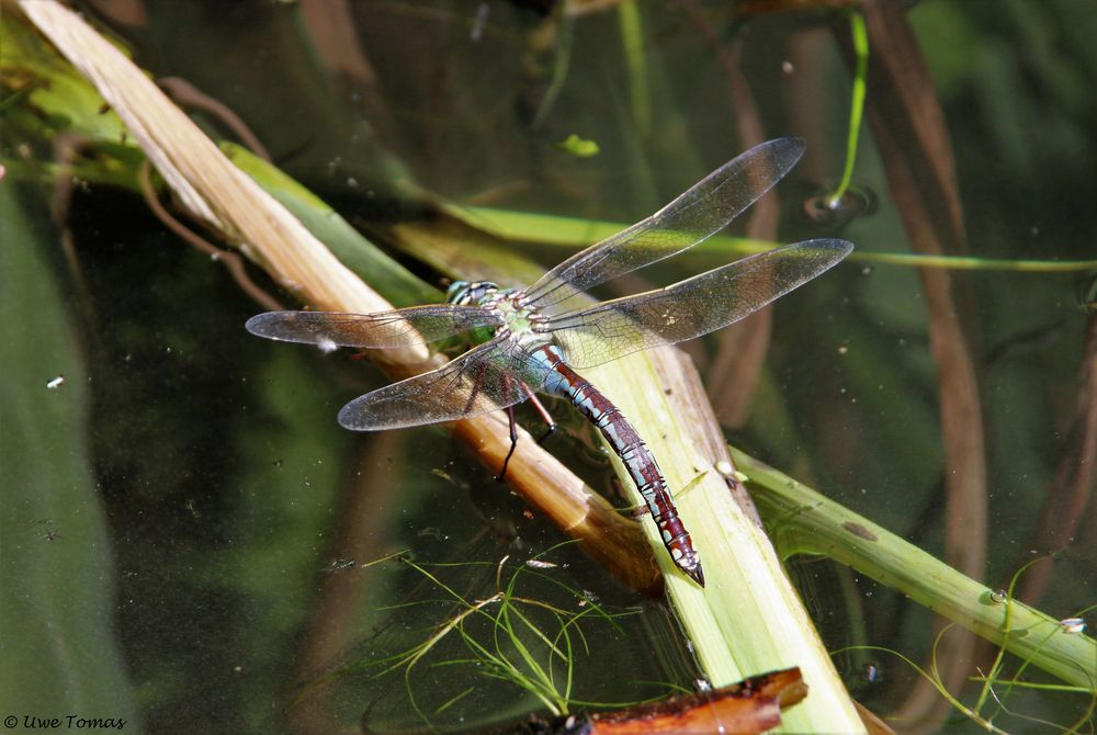 Große Königslibelle (M)  