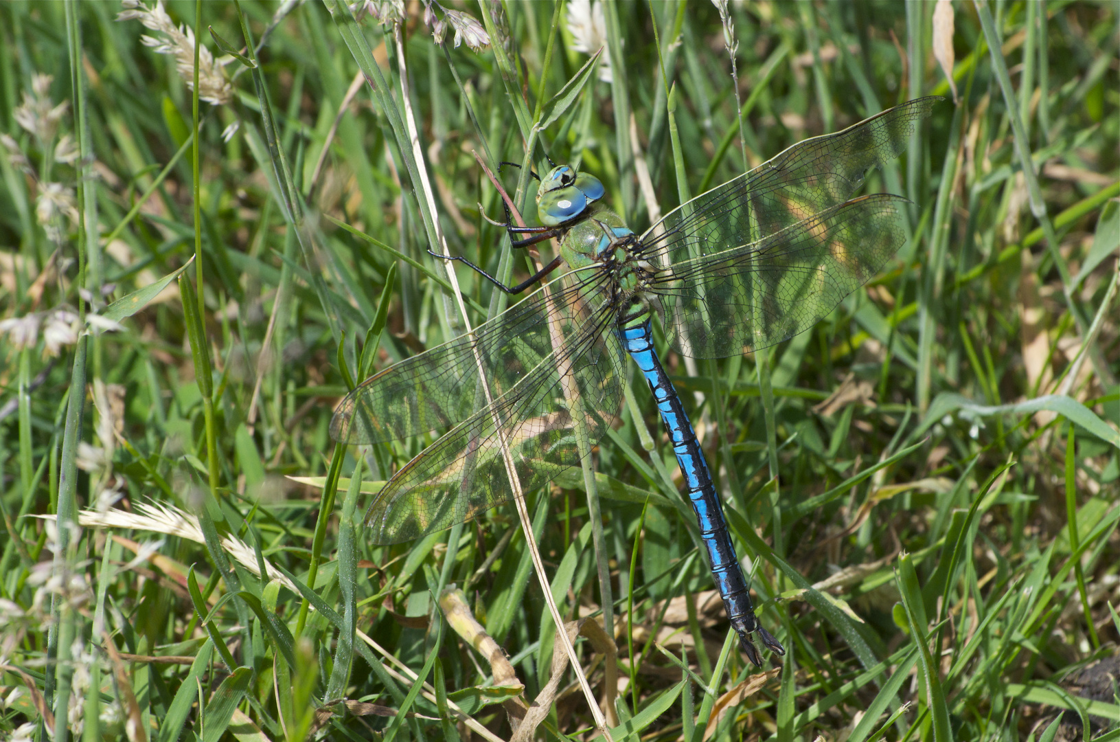 Grosse Königslibelle (m) im Gras