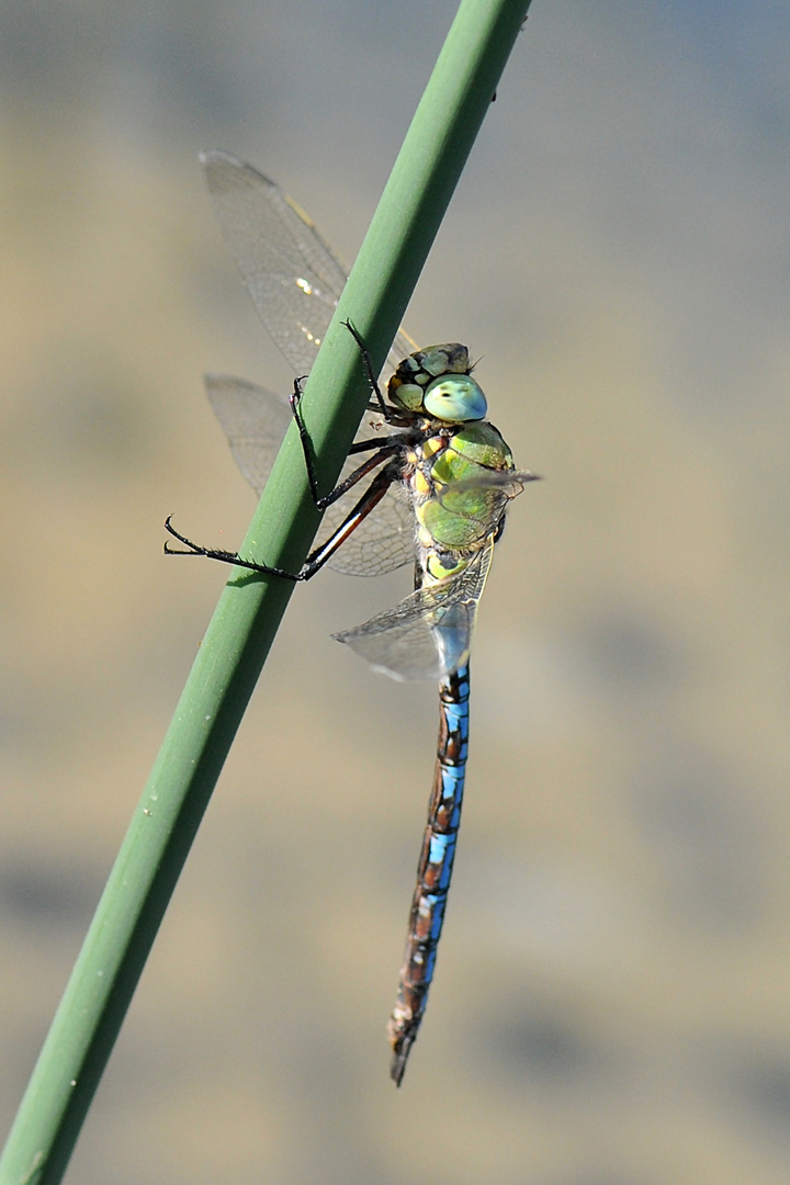 Große Königslibelle Männchen