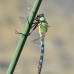 Große Königslibelle Männchen