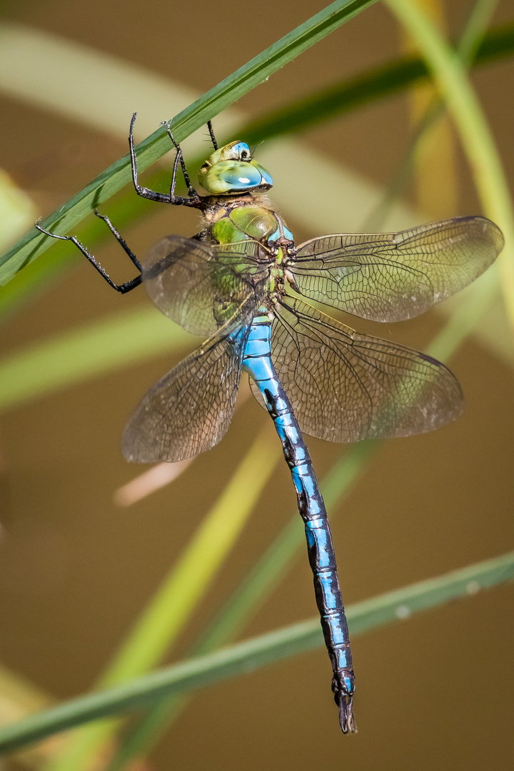 Große Königslibelle Männchen