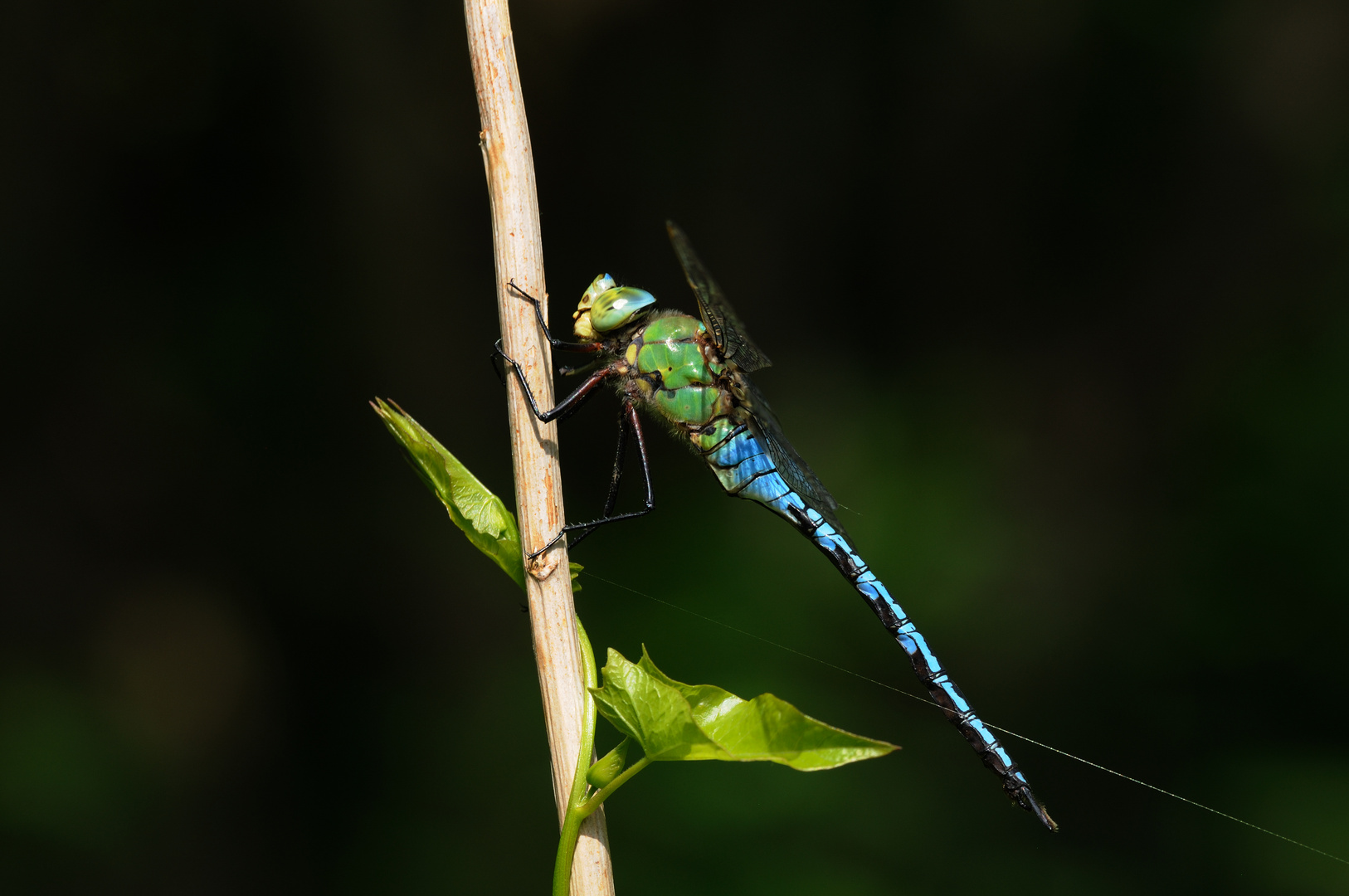 Große Königslibelle Männchen