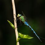 Große Königslibelle Männchen