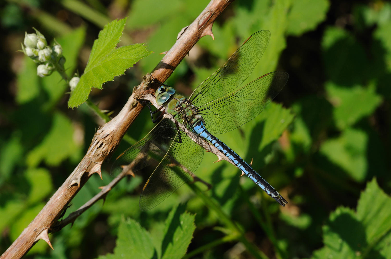 Große Königslibelle Männchen