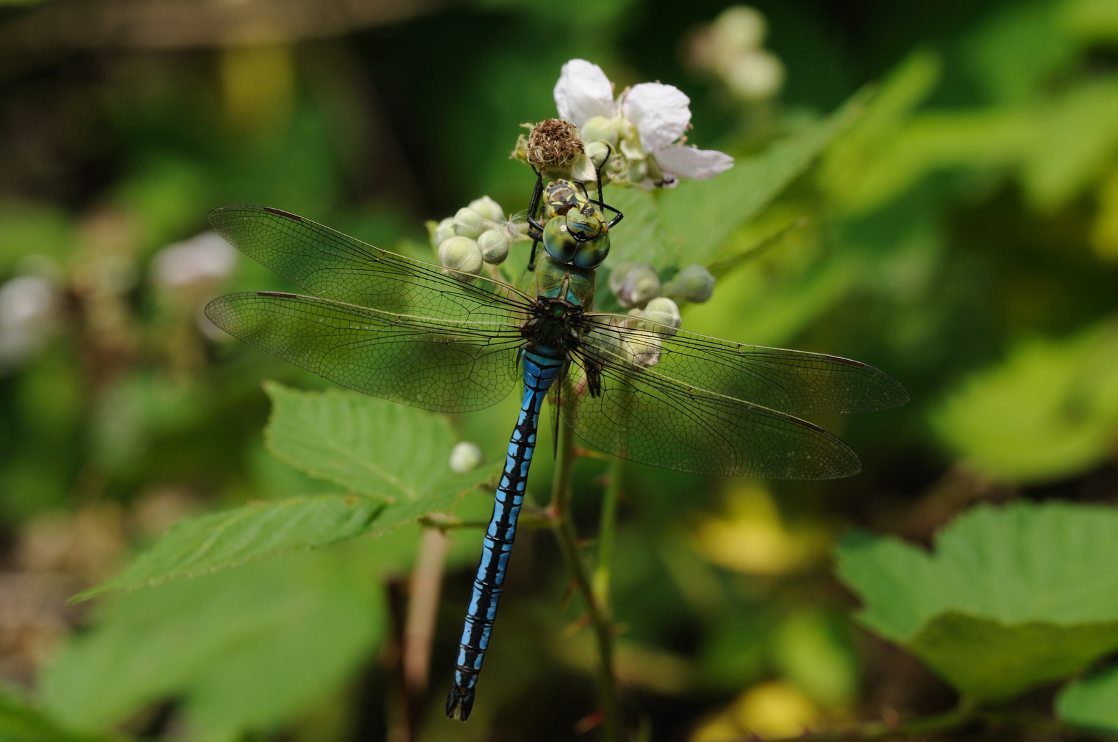 Große Königslibelle Männchen mit einer Libelle als Beute