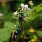 Große Königslibelle Männchen mit einer Libelle als Beute