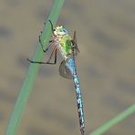 Große Königslibelle Männchen Profil