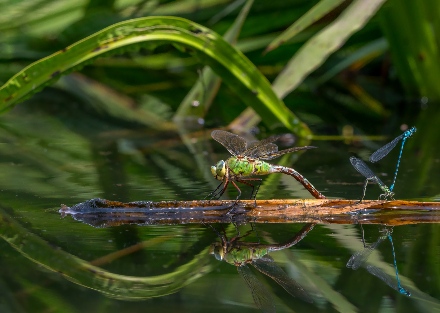 Große Königslibelle und Hufeisen Azurjungfer bei der Ei Ablage 