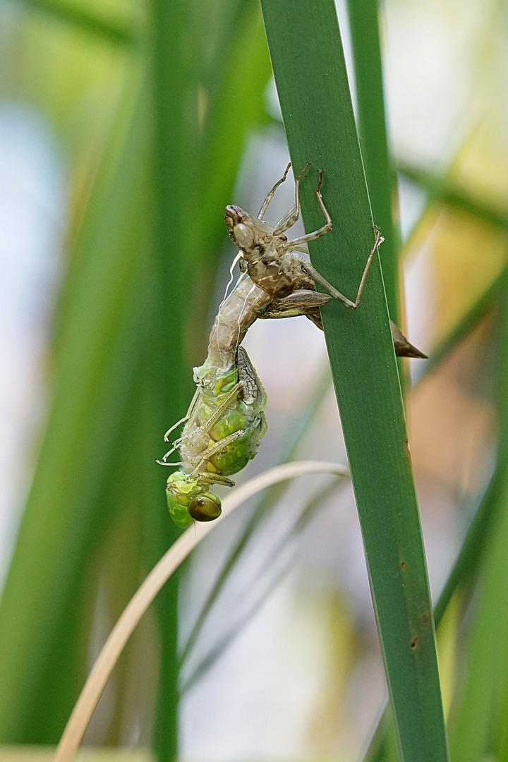 Große Königslibelle verlässt die Larvenhaut