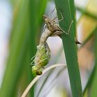 Große Königslibelle verlässt die Larvenhaut