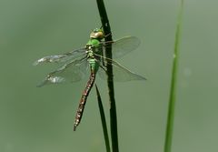 große königslibelle w.