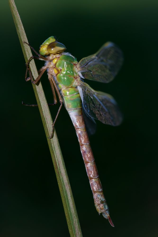 große königslibelle w.