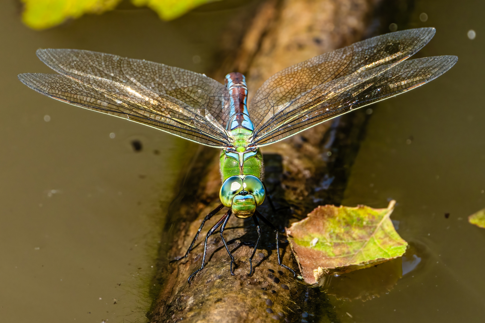 Große Königslibelle (Weibchen)