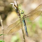 Große Königslibelle Weibchen