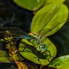 Große Königslibelle- Weibchen (Anax Imperator)