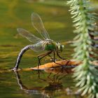 Große Königslibelle Weibchen bei der Eiablage