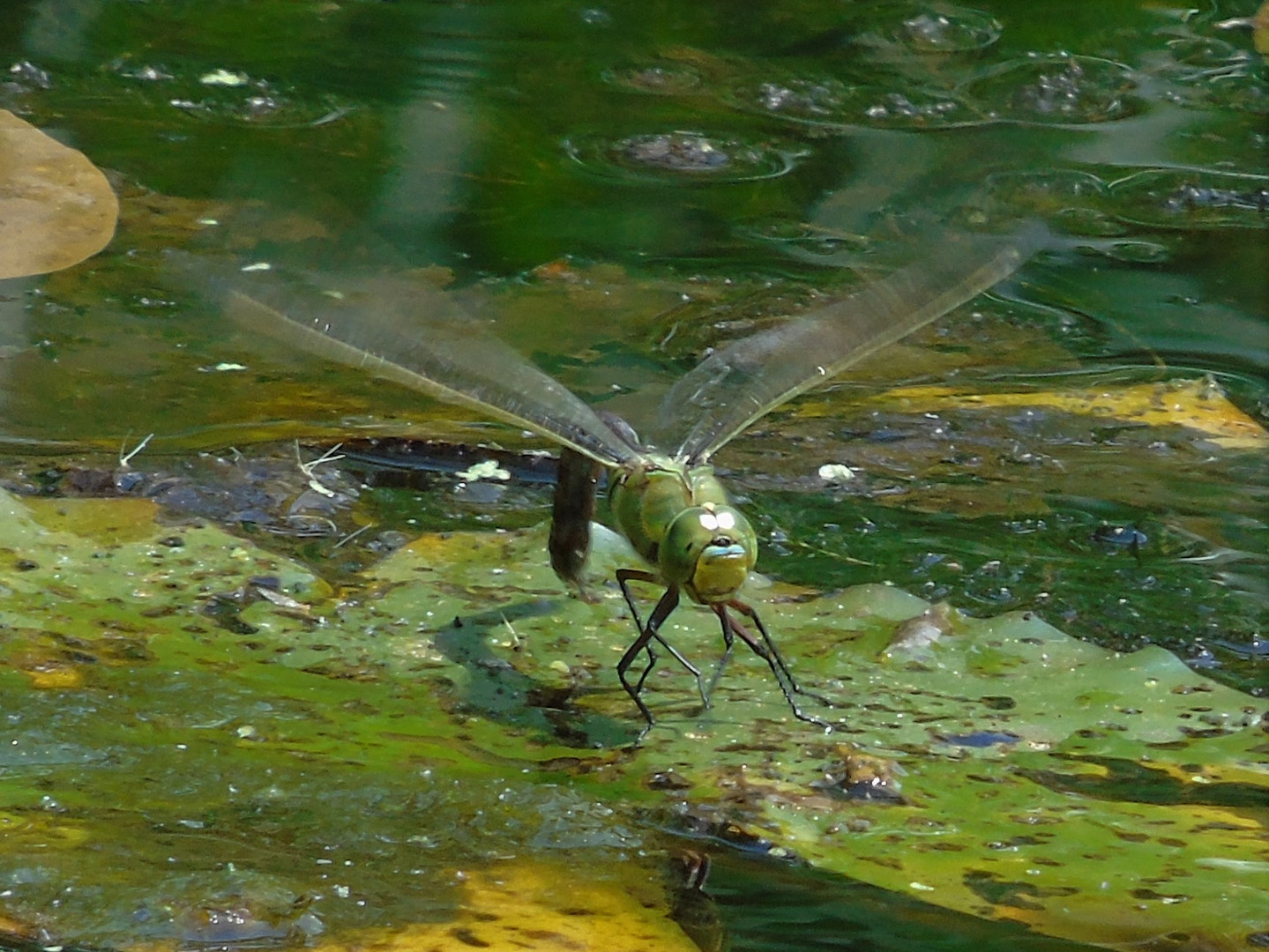 Große Königslibelle weiblich