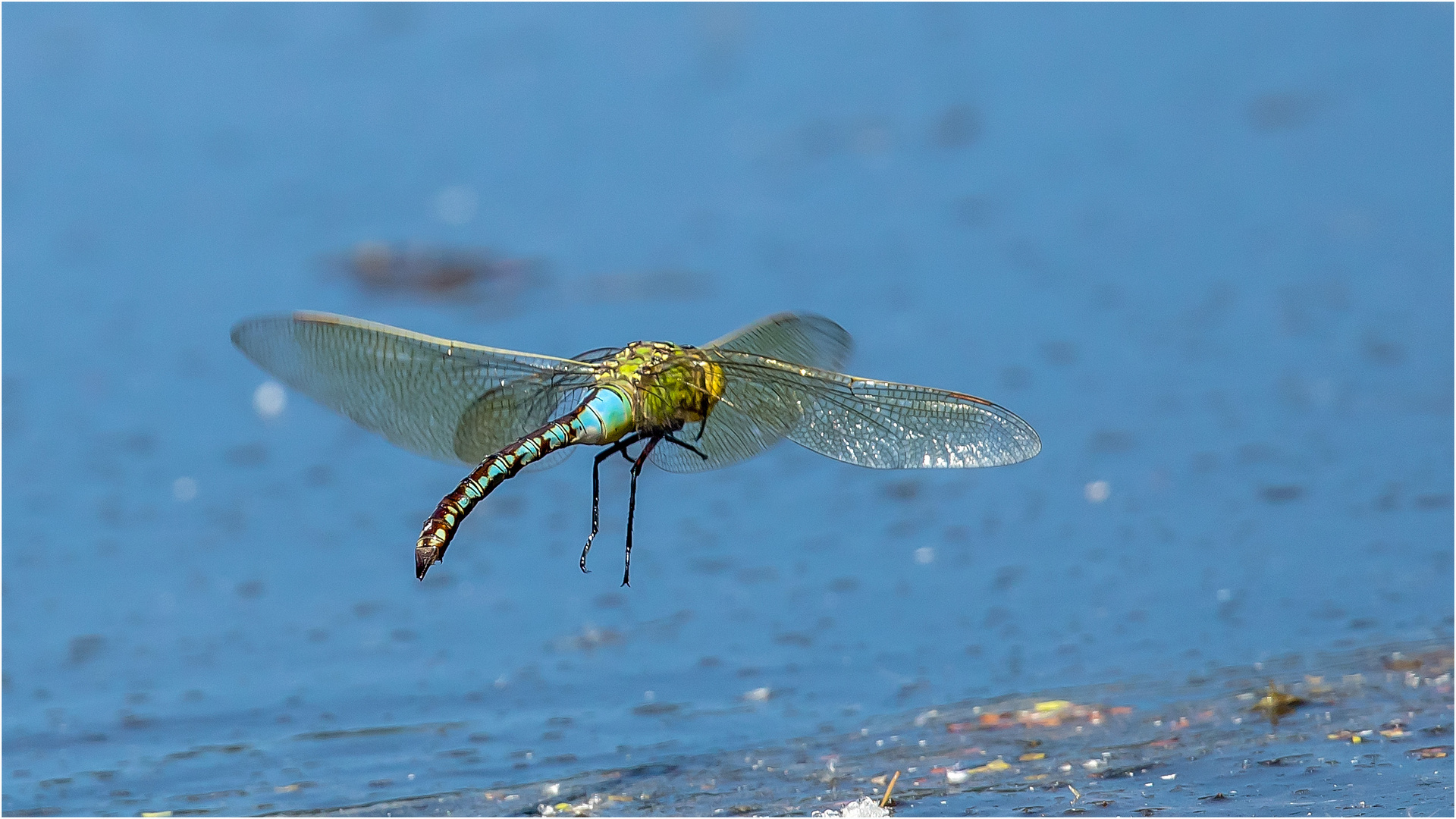 Große Königslibellen (anax imperator) kurz vor der Landung  .....